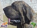 In Memorian - Fila Brasileiro Tigrado - Canil Singular - Nino